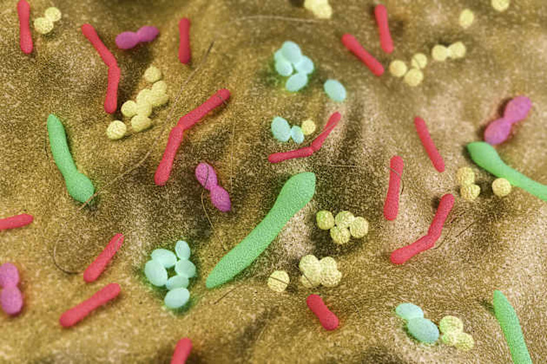 'Gut bacteria artist rendering showing assorted distribution of Staphylococcus, Enterococcus and Lactobacillus.Used global illum