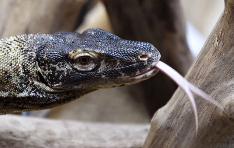 Komodo dragon