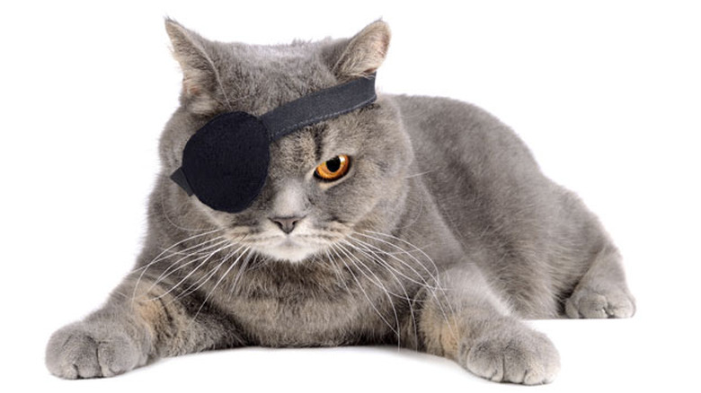 A pirate cat, because internet