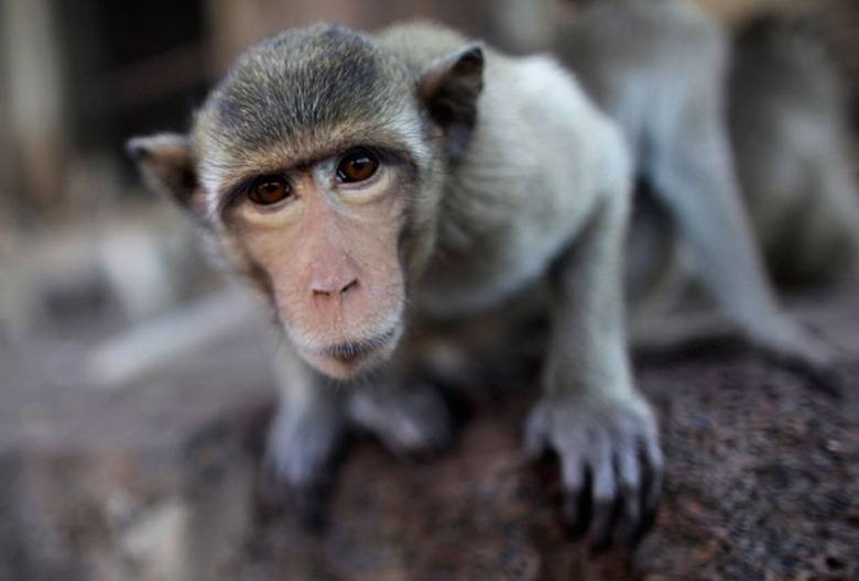 A long-tailed macaque monkey