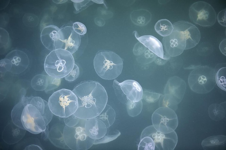 Baltic Jellyfish