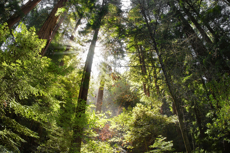 The sun pokes through a forest