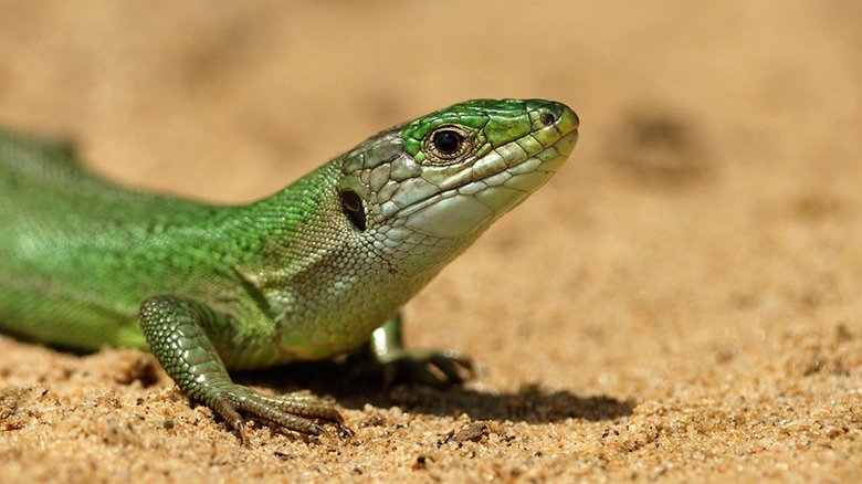 A Western Green Lizard