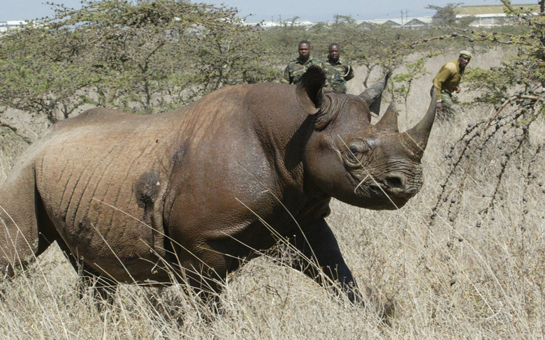 A black rhino