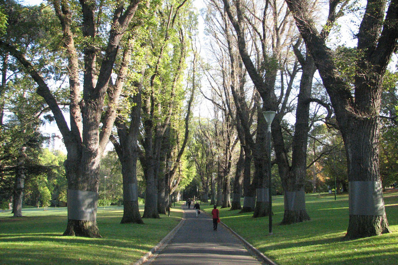 Melbourne's Fitzroy Gardens