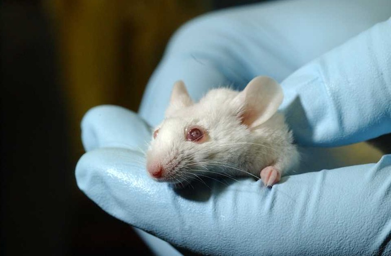 Mice are being used in stem cell research at the University of Colorado Health Sciences Center. Researchers are hoping to regrow