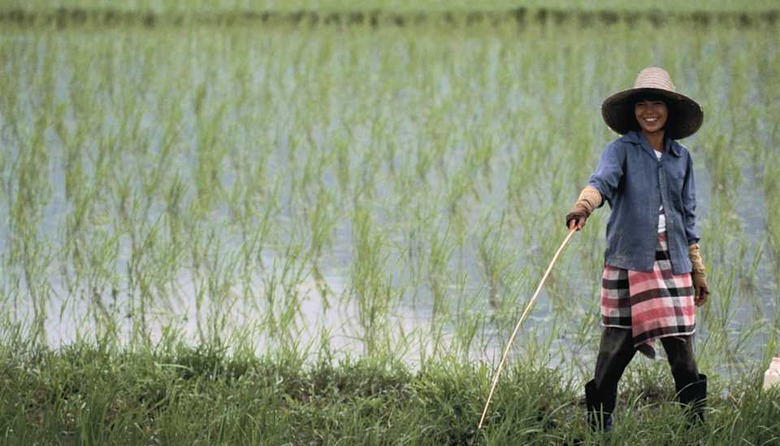 SS19032.TIF Thai Farmer color,horizontal,exterior,right,agriculture,farmer,field,rural,international eye,thai,thailand,rice,padd