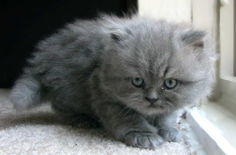 Smokey Wondering What's Going On