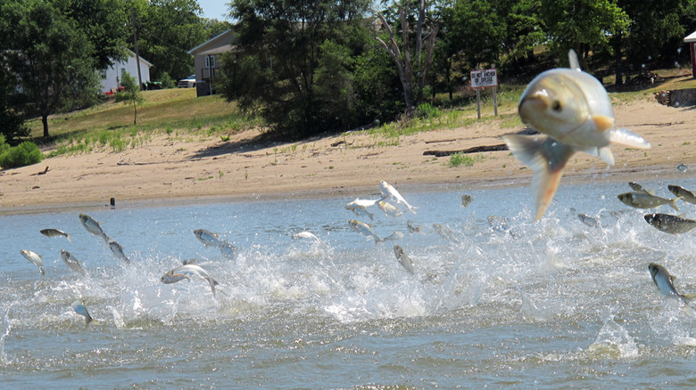 Asian Carp leaping out of the water
