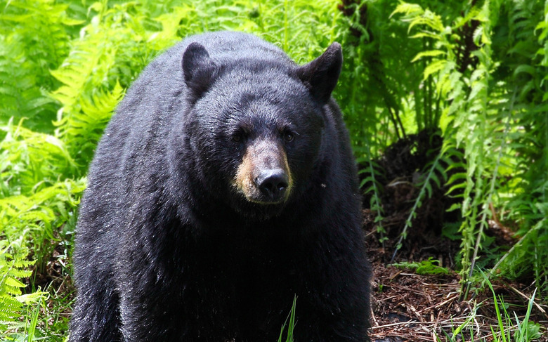 A mama black bear
