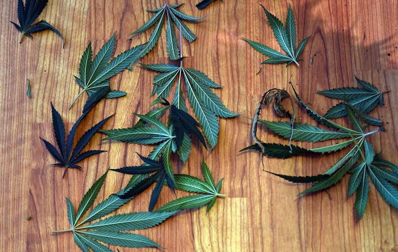 Russia bans all of Wikipedia over an article about hashish