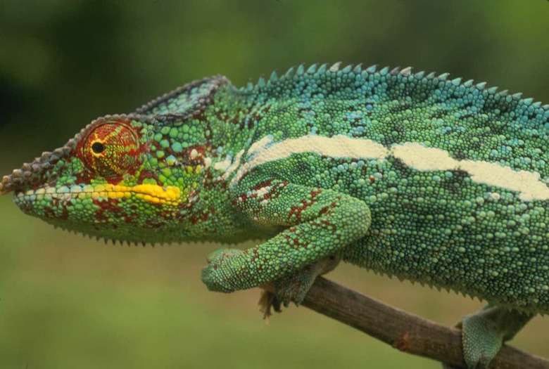 |branch|brown|bump|camouflage|center|chameleon|change|closeup|color|day|dot|environment|exterior|eye|face|green|horizontal|lizar