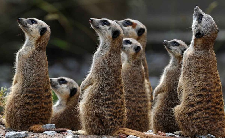 GERMANY-ANIMAL-FEATURE
