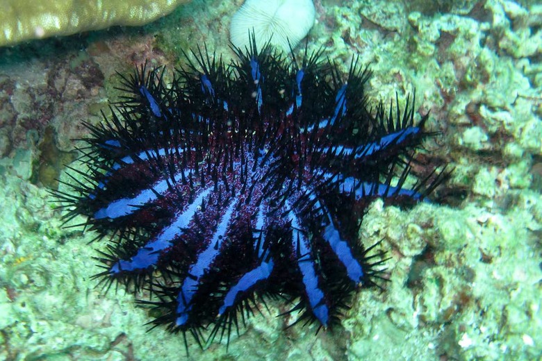 Poisonous and the enemy of the reef as it eats coral polyps - Ko Lanta, November 2010
