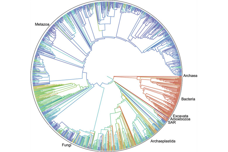 The virtual tree of life