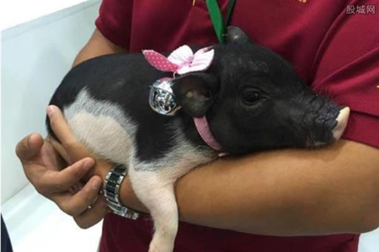 A genetically modified micro pig