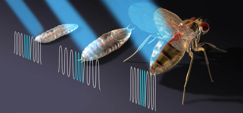 Controlling fruit fly hearts with frickin' laser beams