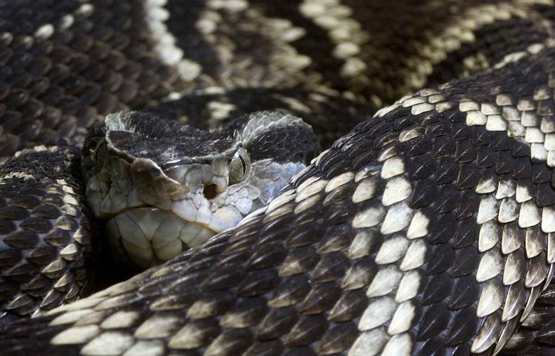 Brazil Snakes