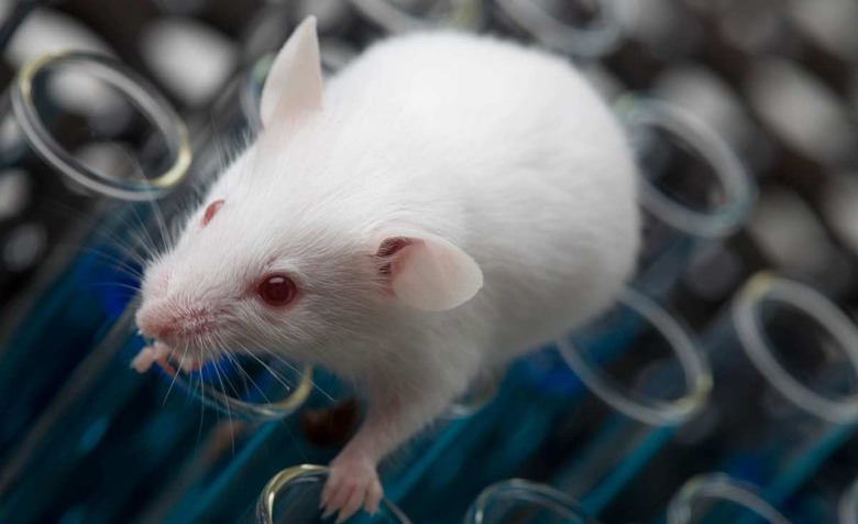 White Laboratory Mouse On Top of Test Tubes