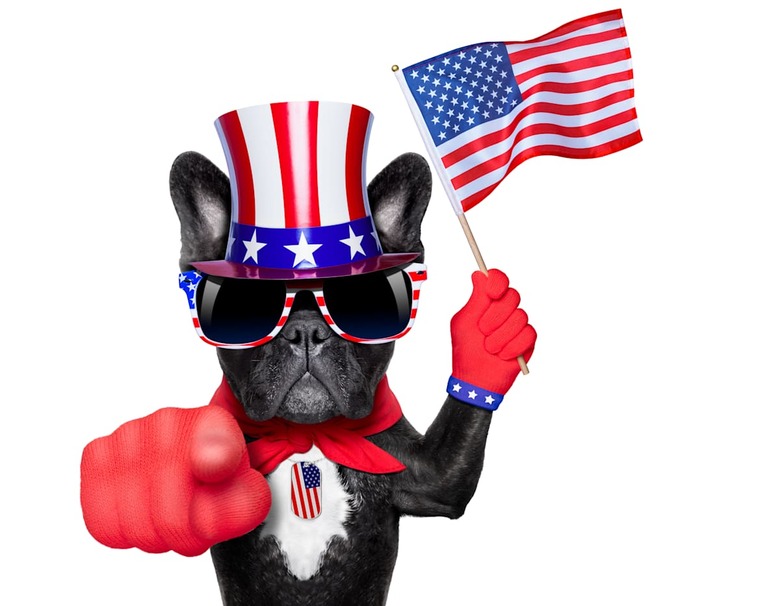 french bulldog waving a flag of ...