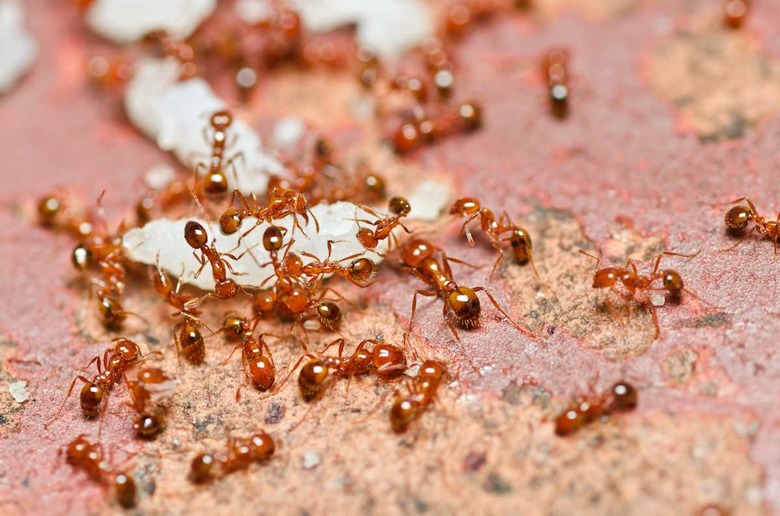 fire ant teamwork in nature or...