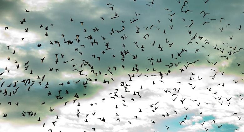Homing In On Pigeon Racing