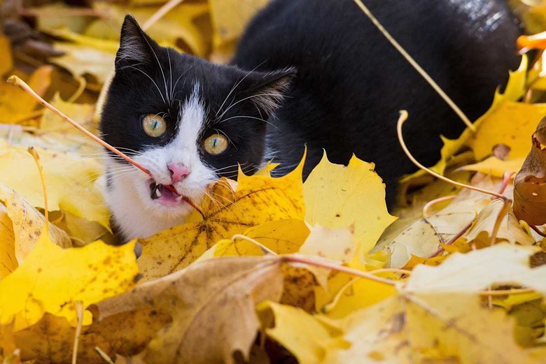 GERMANY-WEATHER-AUTUMN-ANIMALS-CAT