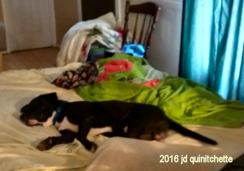 Of course I don't let the dog on the bed!