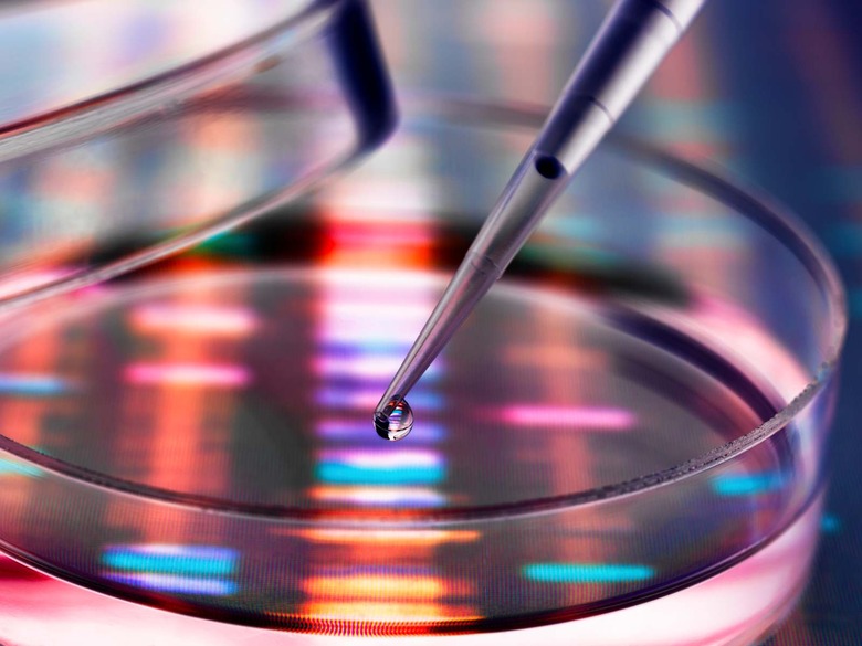 Sample of DNA being pipetted into a petri dish over genetic results