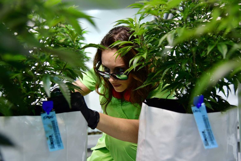 marijuana medpharm research