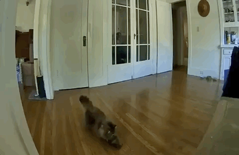 Laser Cat