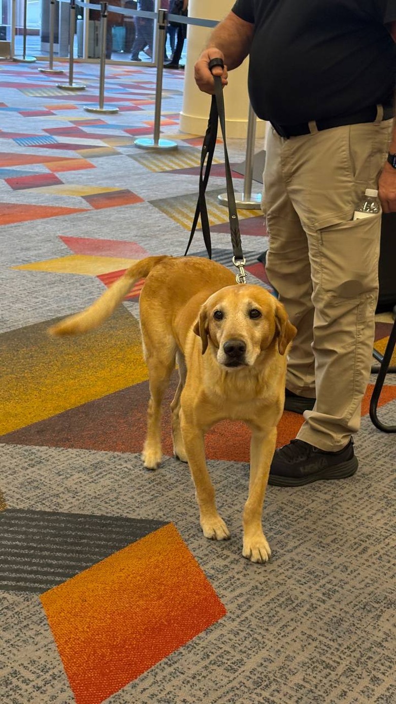 A cute dog on the Venetian Expo showfloor at CES 2026