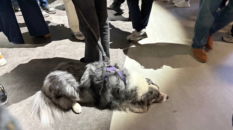 A grey and white dog laying on the floor, next to a pair of legs.