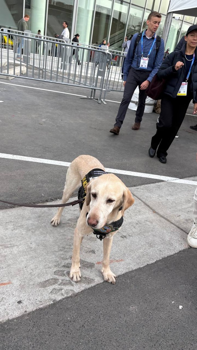 A labrador on a leash outside the Las Vegas Convention Center.