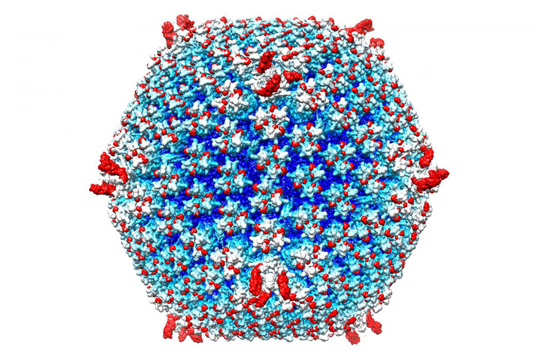 Engineered 'stealth' adenovirus for fighting metastatic cancer