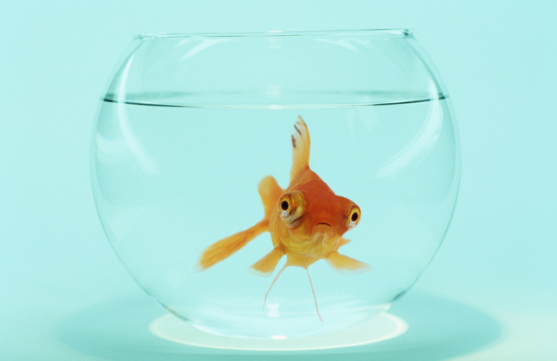 Goldfish in Fish Bowl