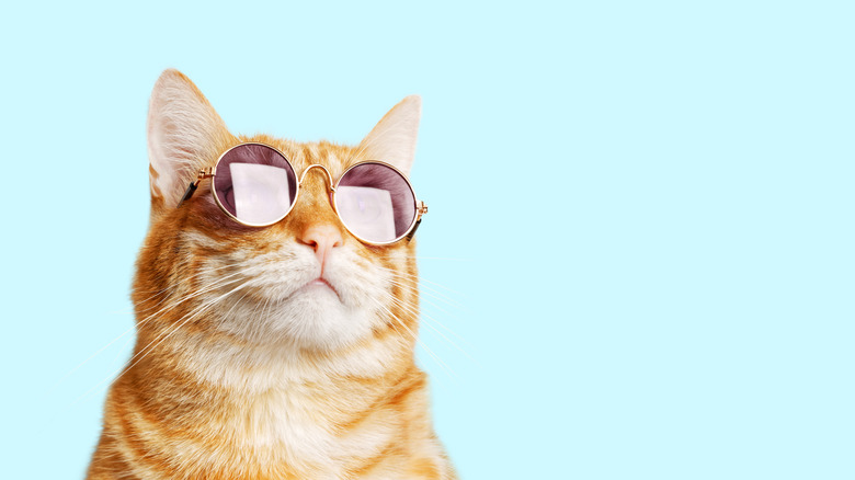 Closeup portrait of funny ginger cat wearing sunglasses isolated on light cyan. Copyspace.