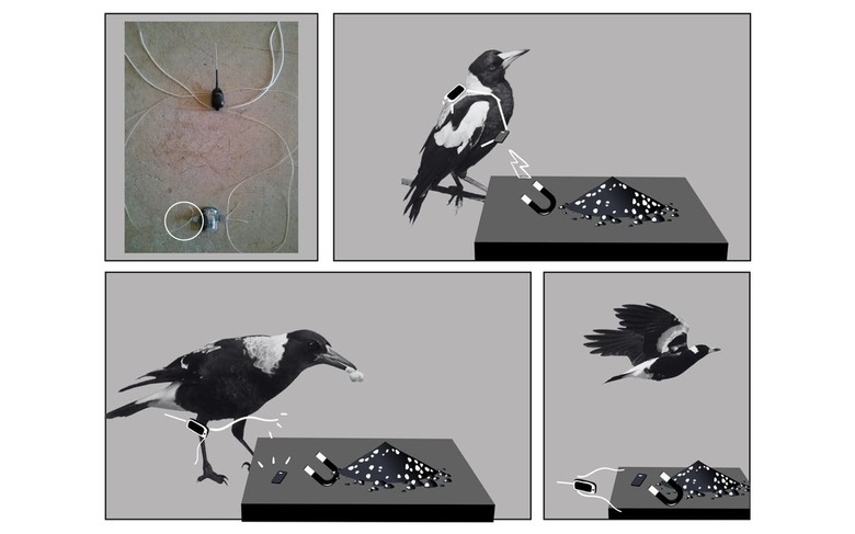 magpies