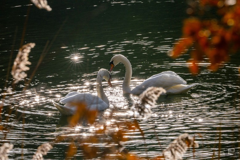 Sony A7R V review image gallery