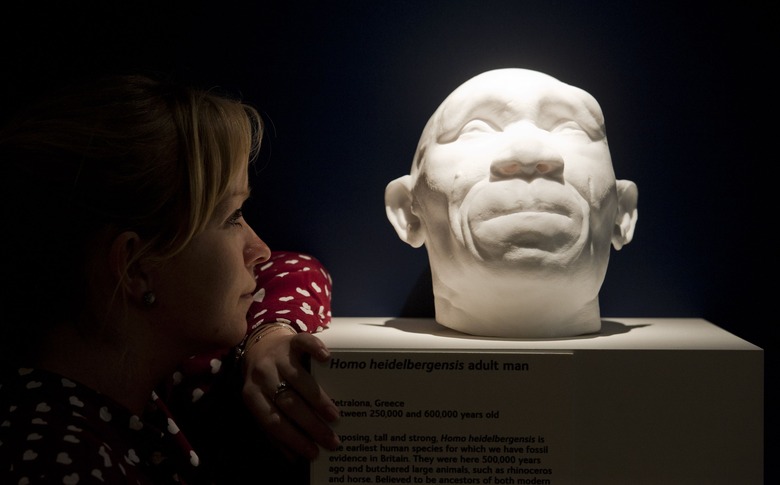An employee of the Natural History Museum in London looks at casts of a Homo heidelbergensis male which existed in Britain 600,000 years ago, the casts are on display at the museums 'Britain: One Million Years of the Human Story' exhibition which opens on 13th February till 28th September 2014.   (Photo by Will Oliver/PA Images via Getty Images)