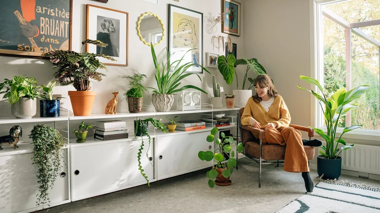 Planta