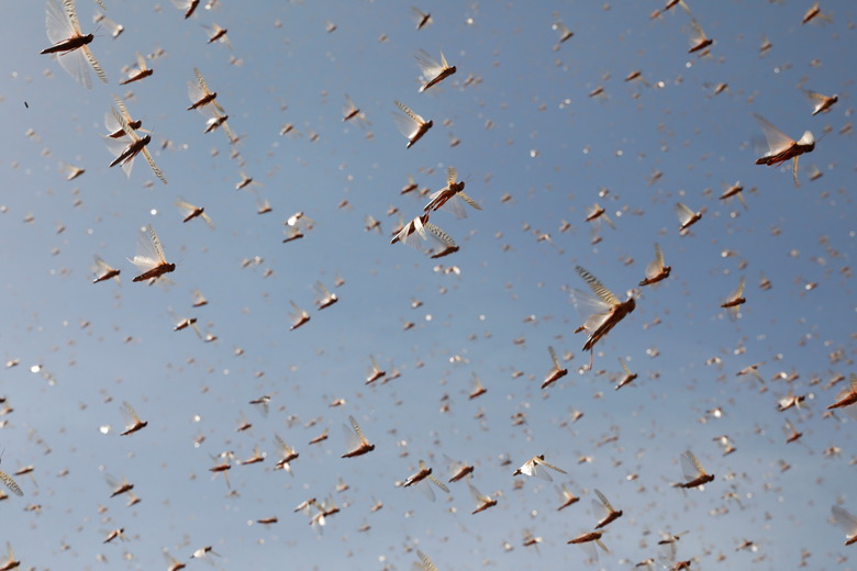 Desert locusts fly near the town of Rumuruti, Kenya, February 1, 2021. REUTERS/Baz Ratner     SEARCH 