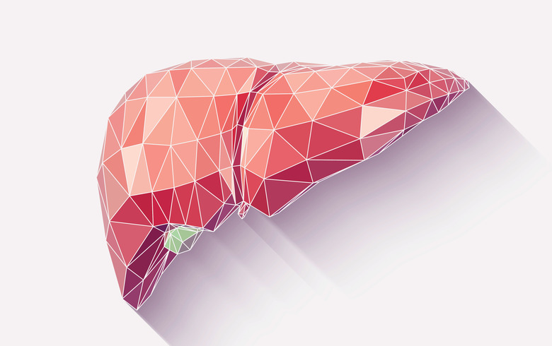 Vector illustration of human liver with faceted low-poly geometry effect