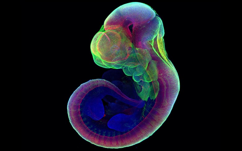 Hanna Embryo