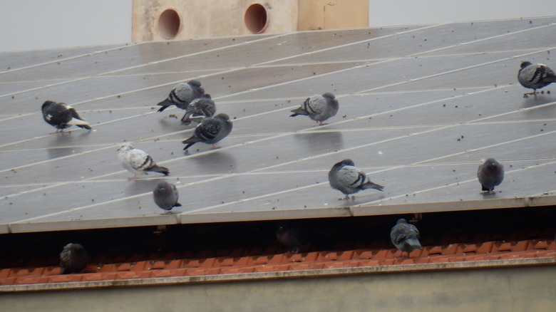 Pigeons standing on rooftop solar panels.