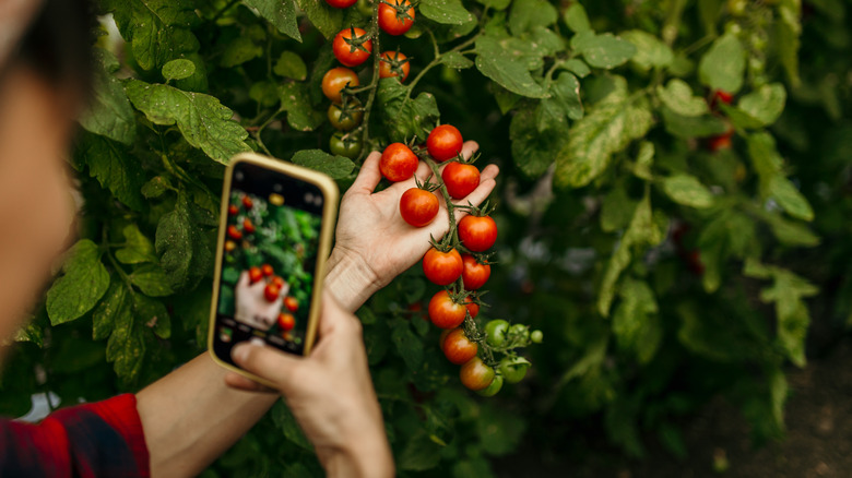 Image of a person taking a picture of cherry tomatoes with an iPhone.