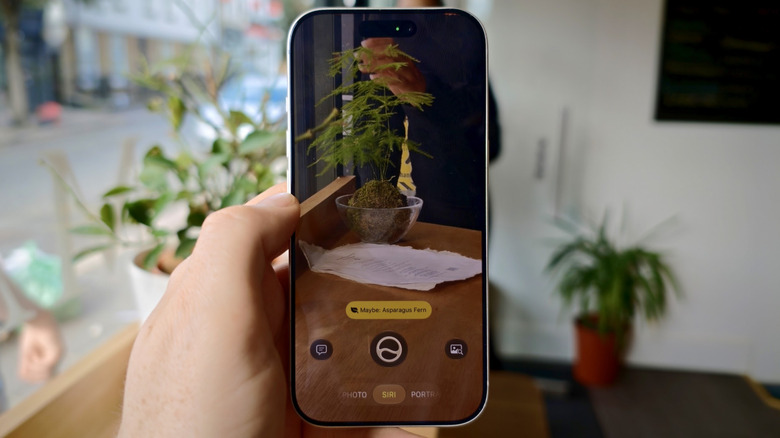 An iPhone using Siri AI to identify a plant through