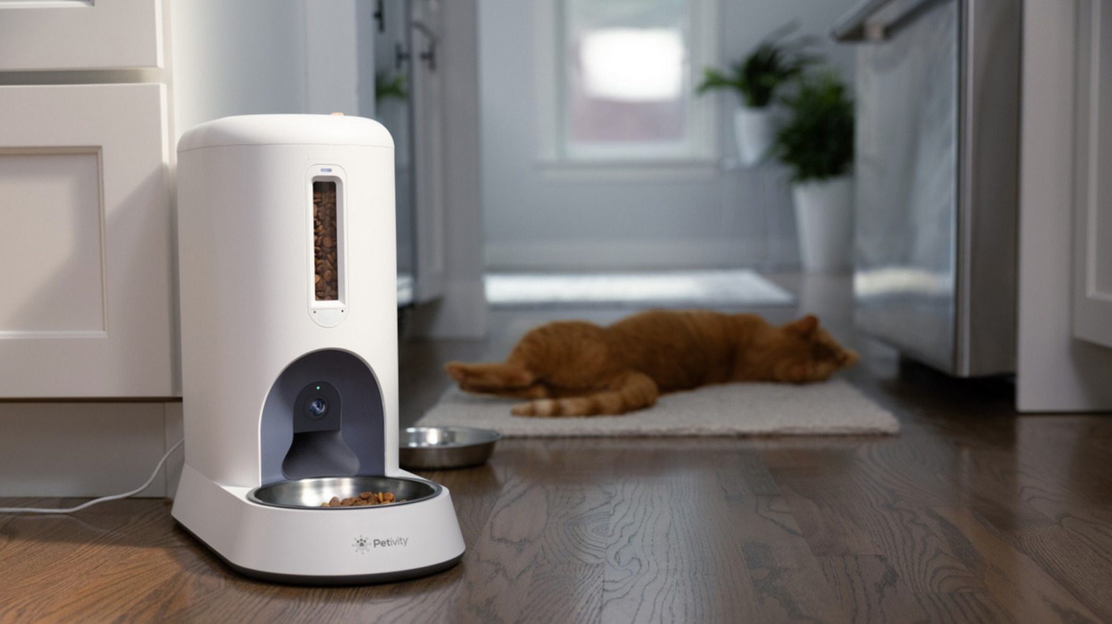 Petivity's new smart feeder asks the question 'what if Flock, but for cats?'
