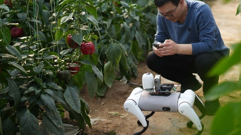 A man in a blue sweater squats down next to a white robot dog inspecting a row of pepper plants.