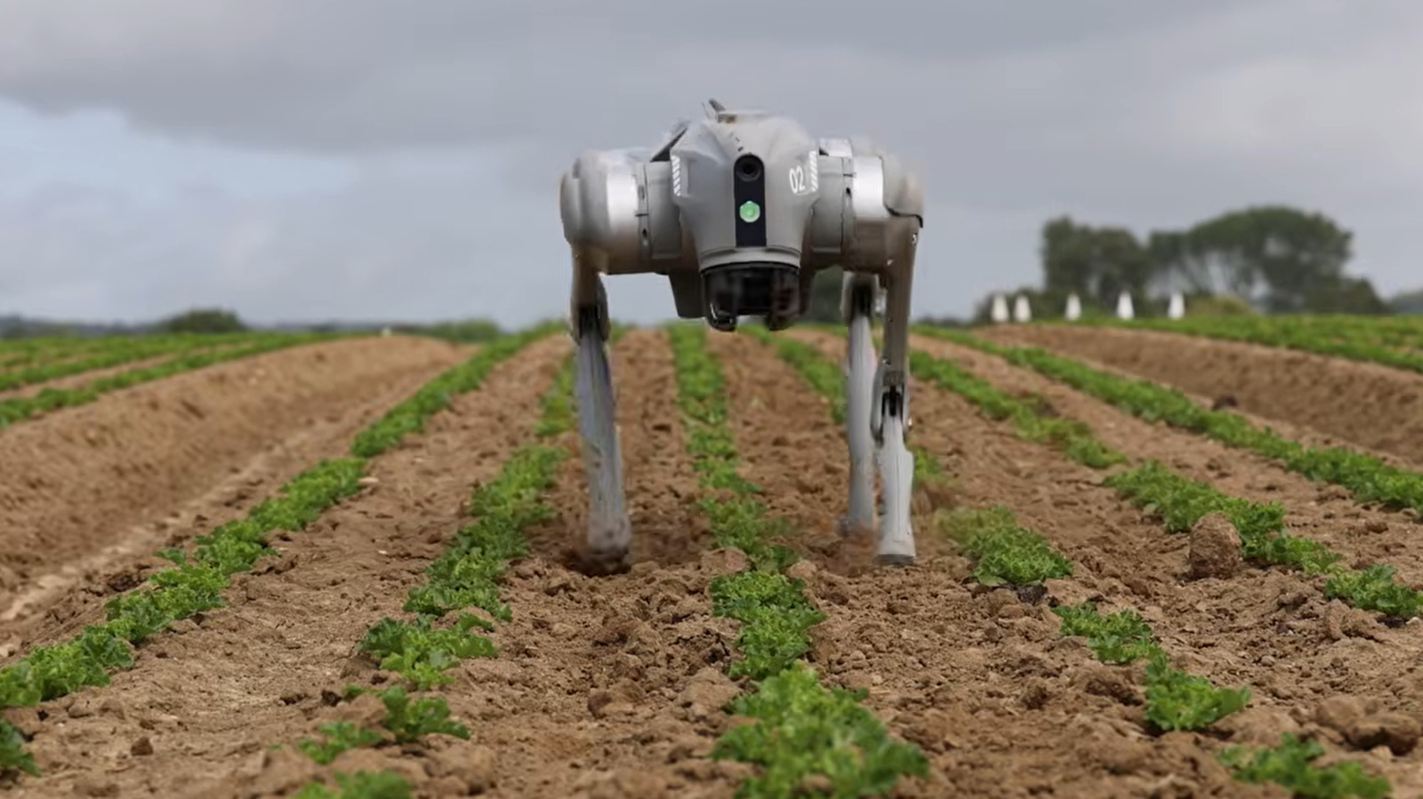 Robot dogs on farms do a lot more than just guarding